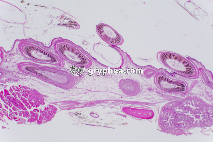 Peau d'Oiseau avec germes plumaires CT x10 - gryphea.com